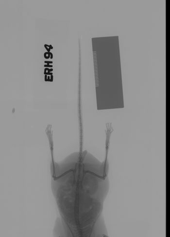 Media type: image;   Mammalogy 69534 Description: Xray of mouse.;